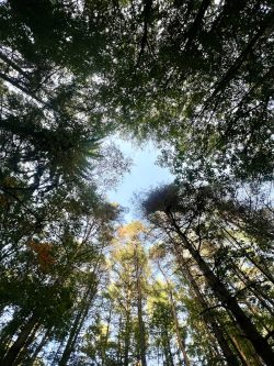 looking up at the tops of tall trees in a forest