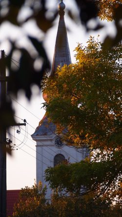 green tree beside white concrete building during daytime
